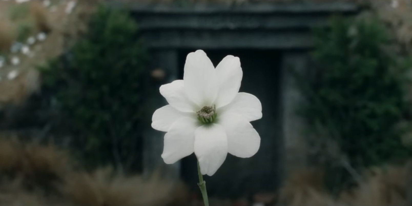 ¿Cuál fue el significado de las flores blancas en El señor de los anillos?