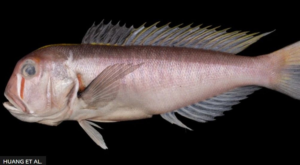 Branchiostegidae Sanae Fish, nomeado para San no Studio Ghibli's Princess Mononoke