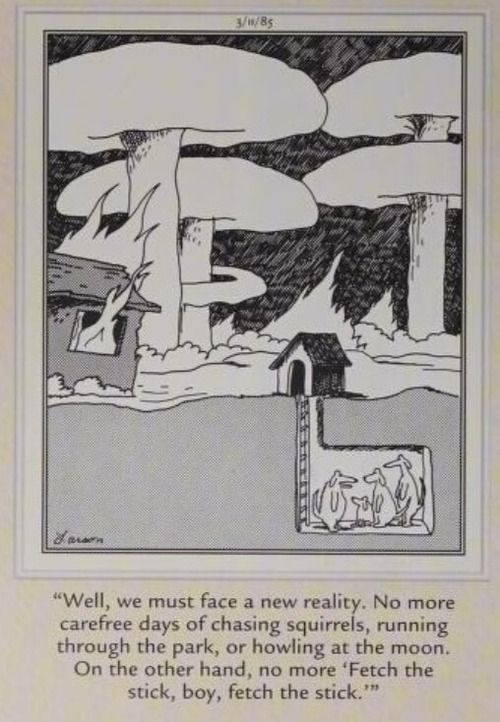 A group of dogs in a bomb shelter