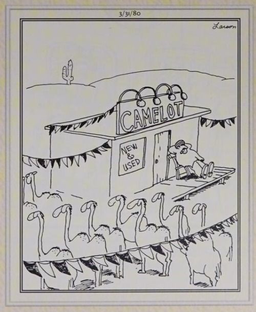 Un montón de camellos