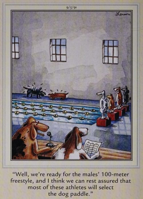 Dog swimming competition