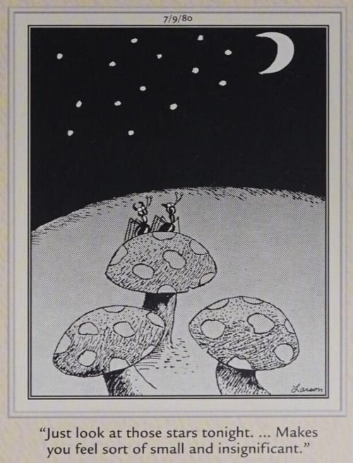 Ants gaze at the night sky