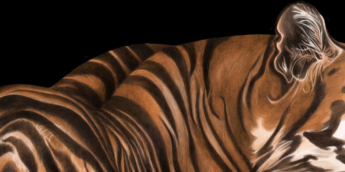 Primer plano del abrigo rayado de un tigre