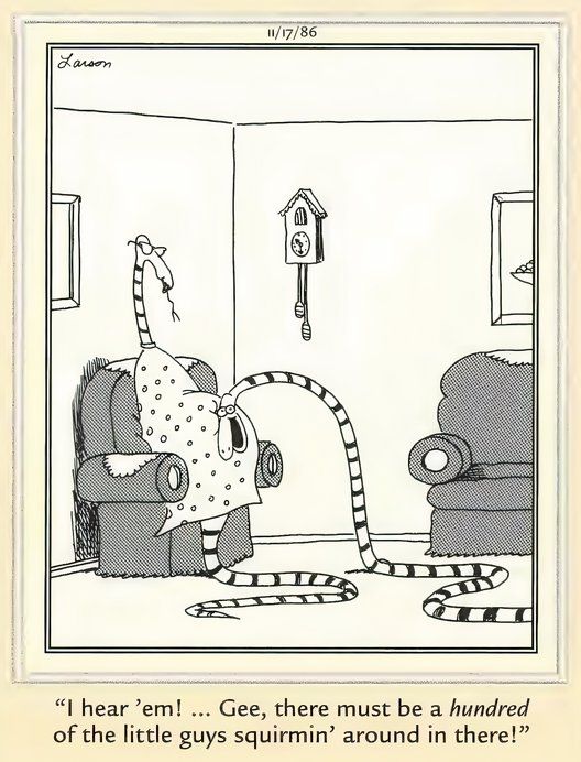 Una madre serpiente de cascabel presenta a sus cientos de crías rattling