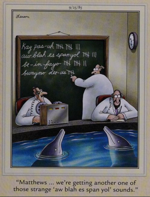 Dolphins speaking Spanish