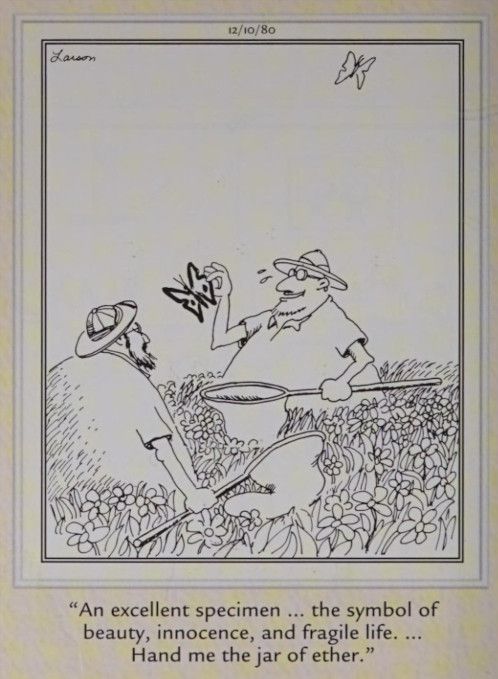 A man catches a large butterfly