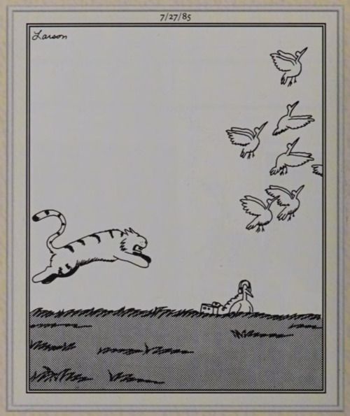 A cat jumping a bird
