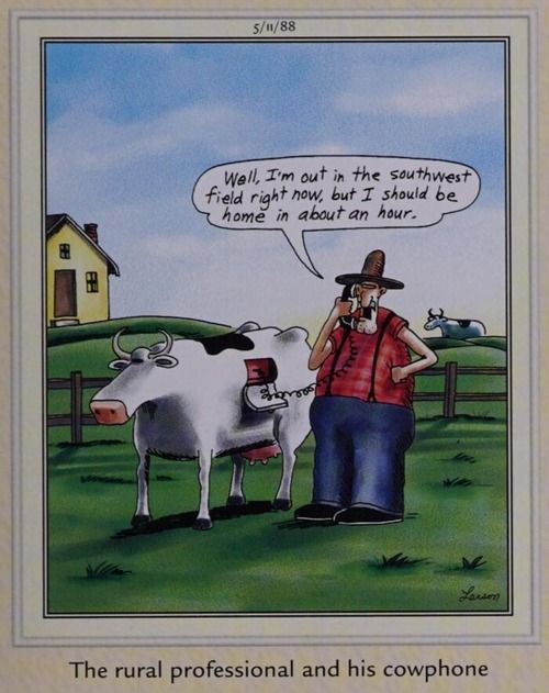 A man and cow in a field
