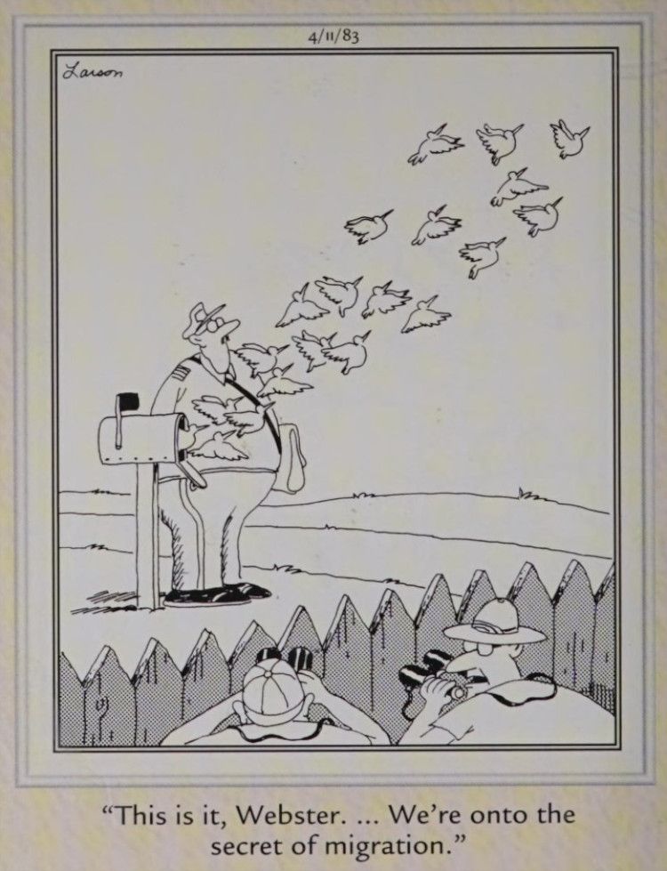Birds fly from a mailbox