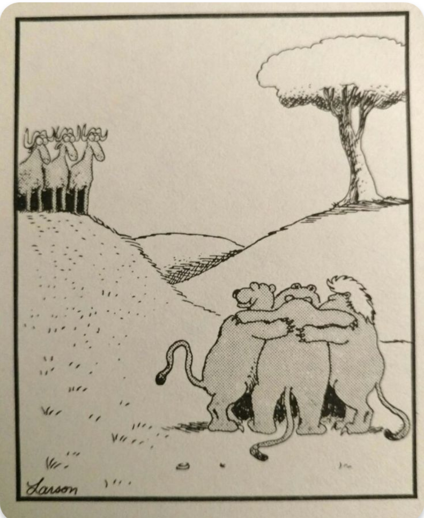 The Far Side Lion Huddle 