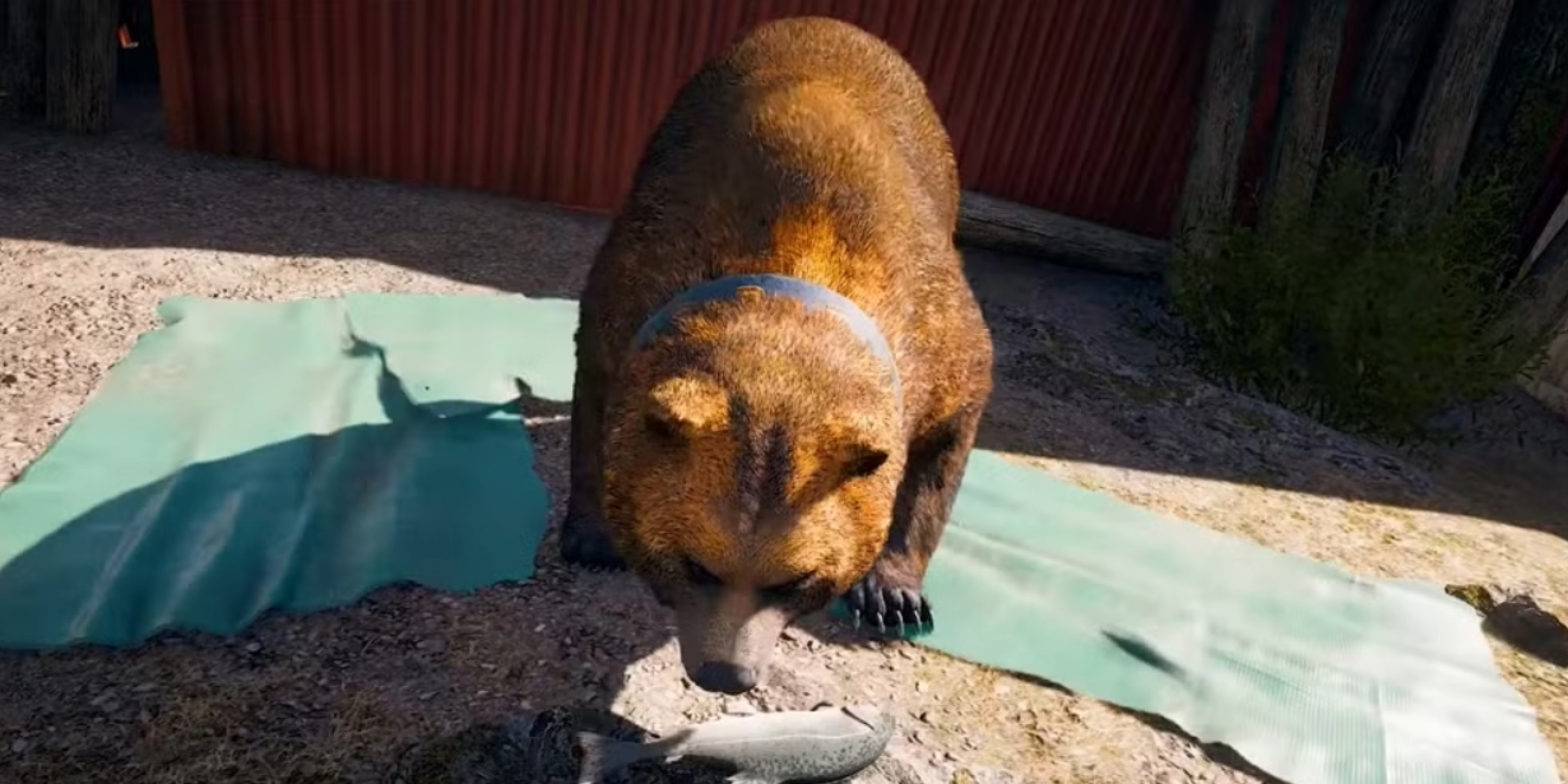 Cheeseburger el Oso en Farcry 5