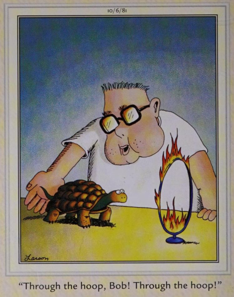 Um garoto e sua tartaruga de estimação