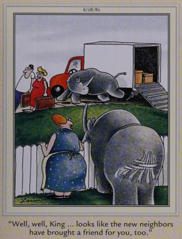 Um rinoceronte recebe um novo vizinho