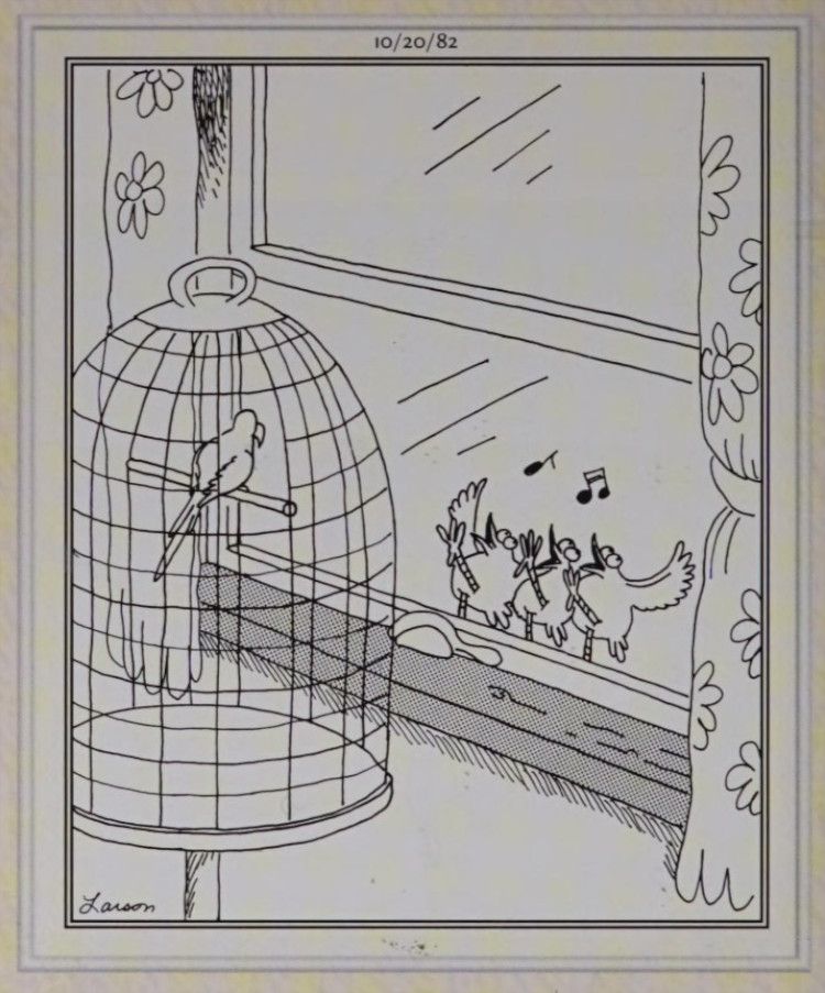 Um pássaro interno sendo provocado