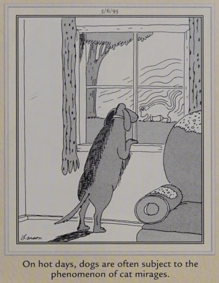 Um cachorro observa um espejismo de gato