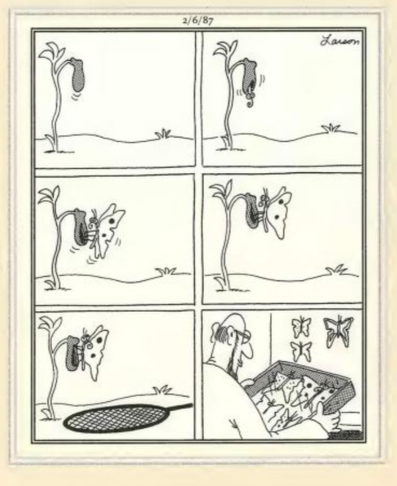 The Far Side  butterfly life cycle