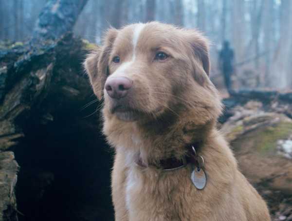 good-boy-indy-dog