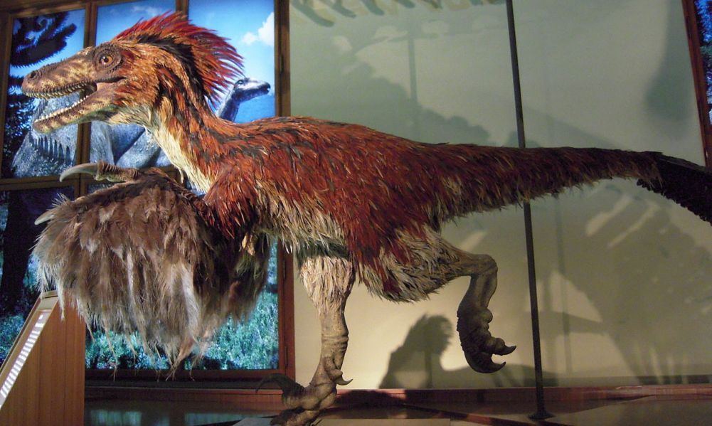 feathered velociraptor in a museum