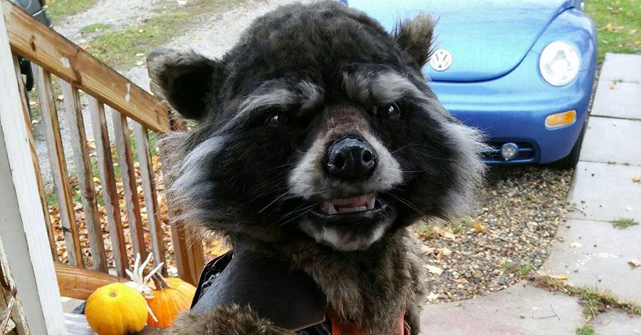 This kid has the best Rocket Racoon costume in the galaxy